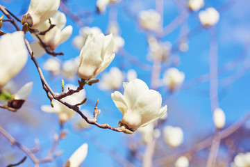 White big Magnolia