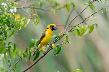 Asian golden weaver