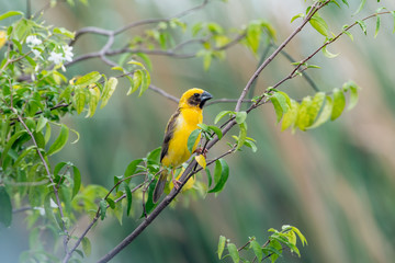 Asian golden weaver