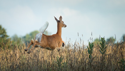 Jumping Deer