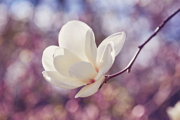 Fototapeta premium White magnolia flower