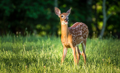Deer