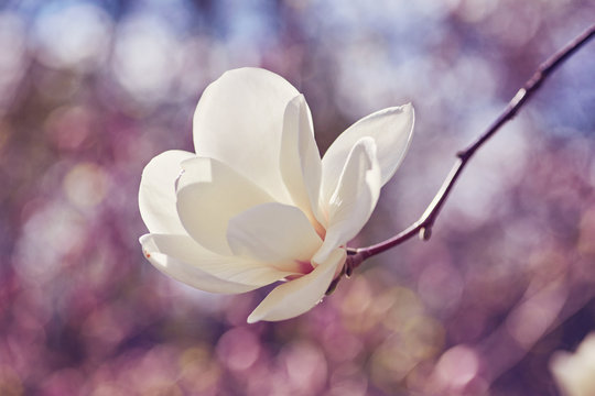 Fototapeta White magnolia flower