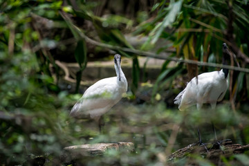 Black-headed ibis