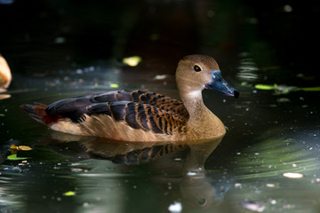 Lesser Whistling Duck