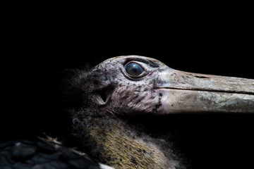 close up head of Lesser adjutant stork
