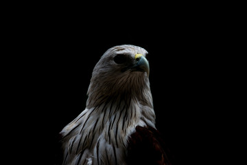 Close up head of Brahminy Kite with black background