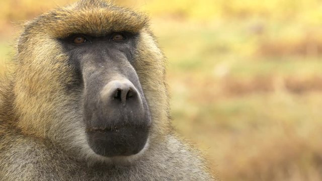 extreme close up of a the face of a male olive baboon at amboseli national park, kenya