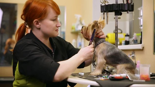 A professional grummer woman shears a yorkshire terrier dog with a pair of scissors. beauty salon for dogs