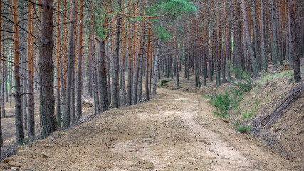Isolated pine tree forest and track