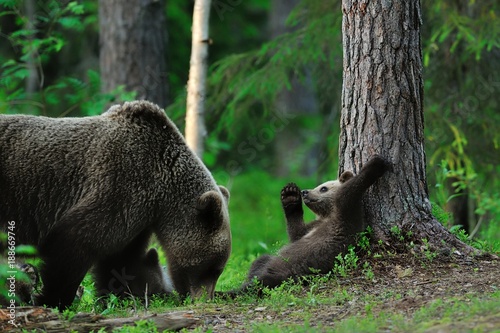 Brown bear cub with mother. Mother bear with cub in the forest.