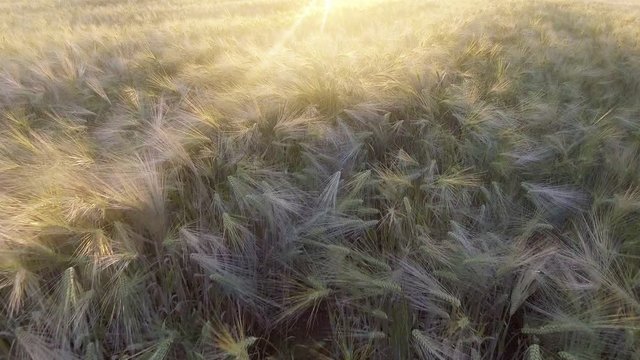 Flight above the ripe golden wheat field at sunrise.