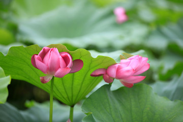 Lotus
