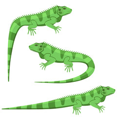 Obraz premium Vector illustration of a green iguana in three different positions isolated on a white background.