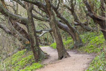 coastal forest scenery