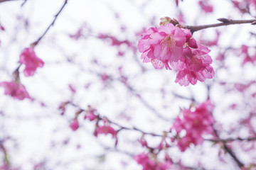 Soft focus Giant tiger flowers (Cherry blossom) on diffuse background in Springtime.