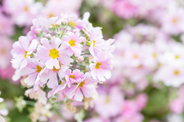 ピンク色の小さい花