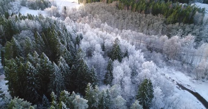 Frozen forest, Cinema 4k aerial view above a frosty pine trees, in a a snowy forest, on a sunny winter, evening dawn, in Raasepori, Uusimaa, Finland