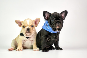 Black and white French Bulldog puppies sitting on white background look at camera, blue scarf and black necktie on neck.