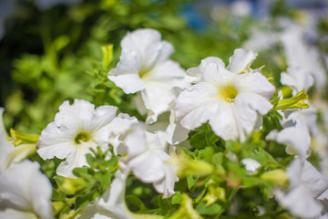 Elegant flower decoration on the table in restaurant for an event party or wedding table