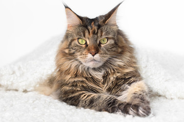 cat lying on white background