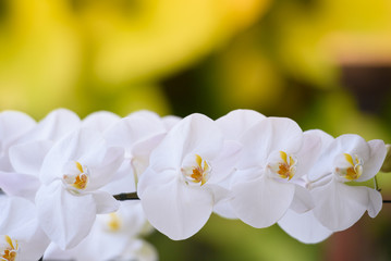 Obraz premium A white orchid is holding a bouquet in the garden.