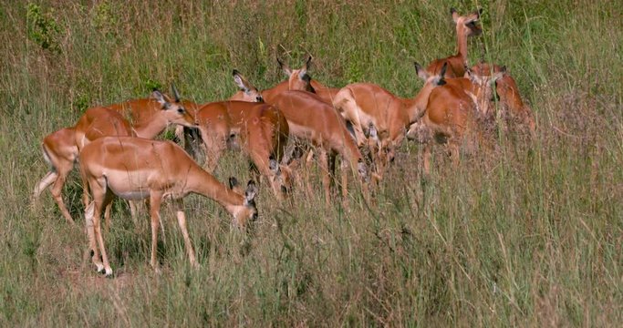 Herd Of Grasing Impalas; Nairobi National Park; National Park, Nairobi, Kenya, Africa