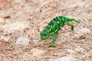 Green chameleon on a ground