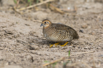 King quail (female) Beautiful bird