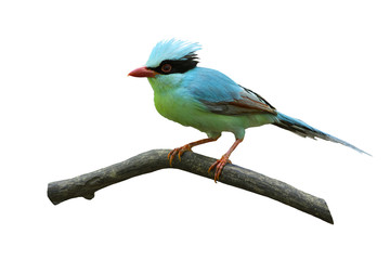 Common green magpie isolated on white background