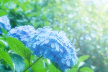 Photo sur Plexiglas Hortensia 紫陽花　日光