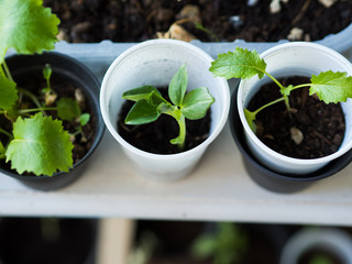 Home grown buds in the plastic containers