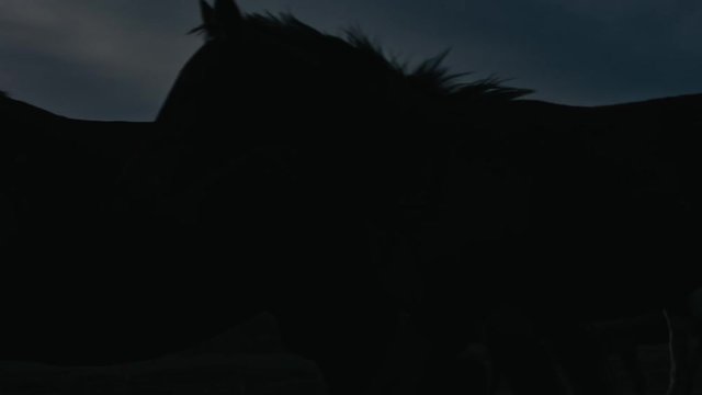 Horses running on a grass field
