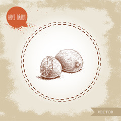 Hand draw sketch style nutmegs composition. Spice and condiment vector illustration isolated on old background.