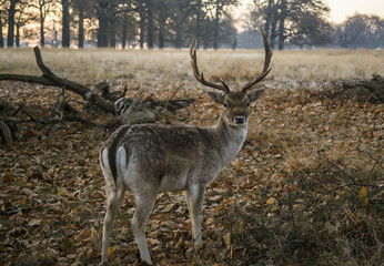 Naklejka na ściany i meble Deer looking at camera in Richmond Park