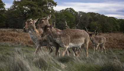 Naklejka na ściany i meble Herd of deer in Richmond Park