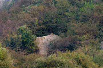 Obraz premium Indian Leopard near Bera, Rajasthan