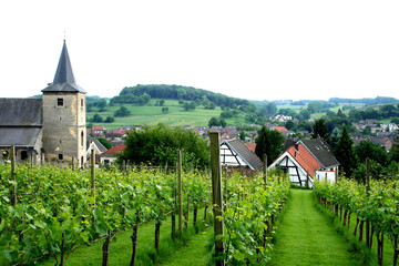 Fototapeta na wymiar Grape yard on the hill of South Limburg