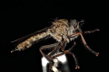 taon en macro stacking