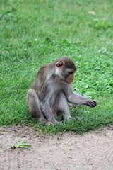 Rhesus-Affe