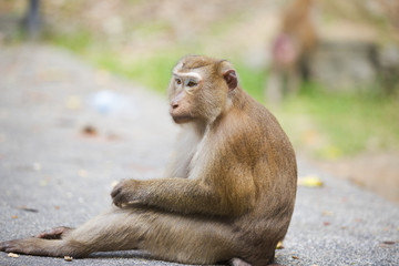 Monkeys of Monkey Hill 4 