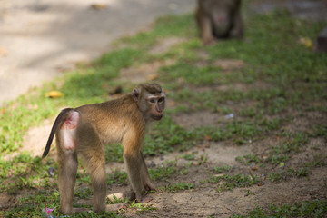 Monkeys of Monkey Hill 4 