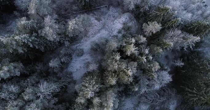 Frozen forest, Cinema 4k aerial downward view above frosty pine trees, revealing a river, in a a snowy forest, on a sunny winter day, in Uusimaa, Finland