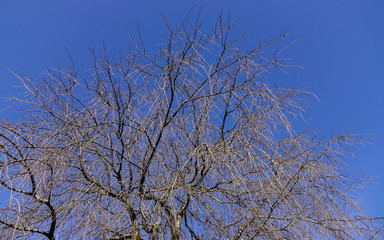 Dried trees under blue sky
