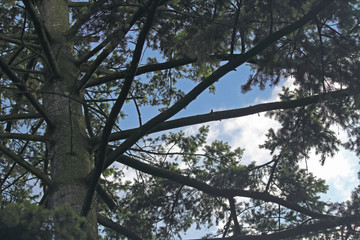 Nadelbaum