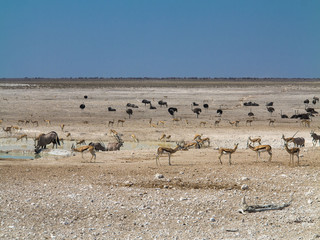 Fototapeta na wymiar Impalas, orix y avestruces en una charca