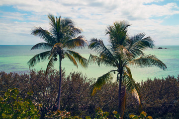Obraz na płótnie Canvas Two palm trees and sea grape trees on the turquoise blue coral coast on the background, The Bahia Honda State Park, Florida Keys, Monroe County, USA