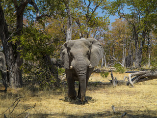 Elefante en Namibia