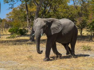 Obraz premium Elefante en Namibia