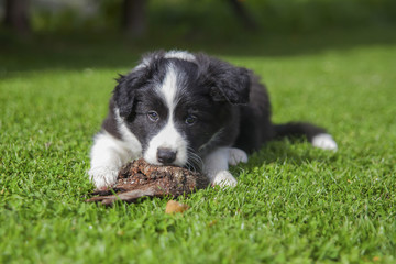 Cute puppy of border collie lying on green lawn